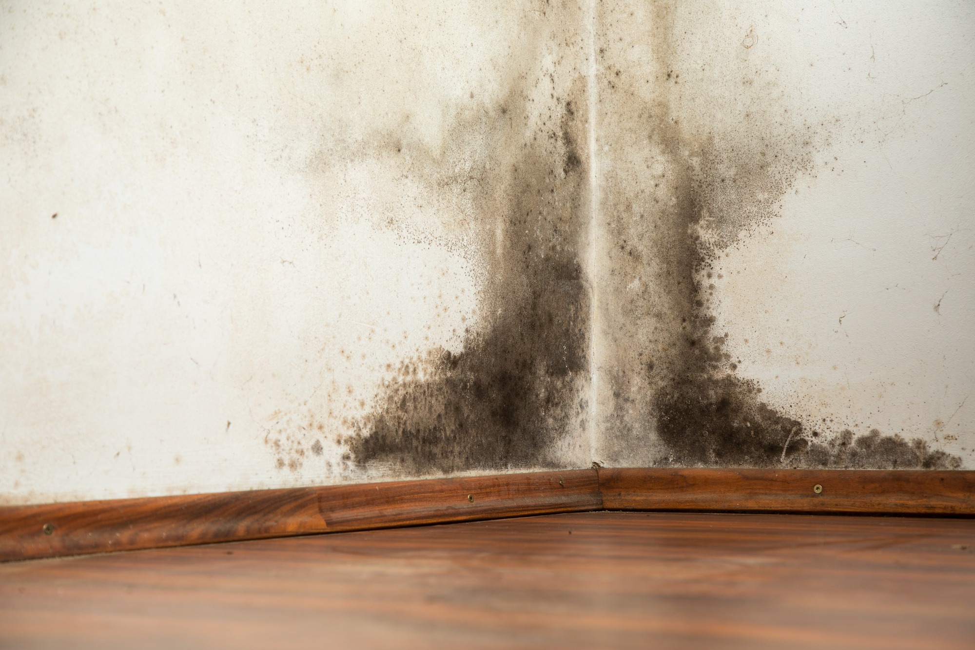 Mold is visibly growing in the corner where the wall meets the wooden floor, indicating moisture issues in the space.